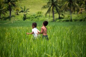 Children play in rice field.